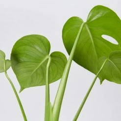 Pot + Plant Gift Box Monstera Deliciosa Tauerii - Pot + Plant + Soil Birthday