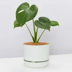 Pot + Plant Gift Box Monstera Deliciosa Tauerii - Pot + Plant + Soil Birthday