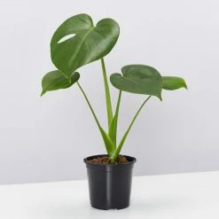 Pot + Plant Gift Box Monstera Deliciosa - Pot + Plant + Soil Birthday
