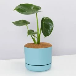 Pot + Plant Gift Box Monstera Deliciosa Tauerii - Pot + Plant + Soil Birthday