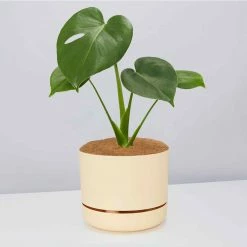 Pot + Plant Gift Box Monstera Deliciosa Tauerii - Pot + Plant + Soil Birthday