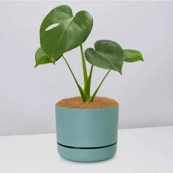 Pot + Plant Gift Box Monstera Deliciosa Tauerii - Pot + Plant + Soil Birthday