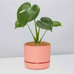 Pot + Plant Gift Box Monstera Deliciosa Tauerii - Pot + Plant + Soil Birthday