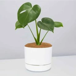 Pot + Plant Gift Box Monstera Deliciosa Tauerii - Pot + Plant + Soil Birthday
