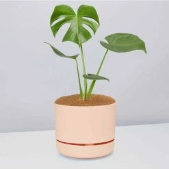 Pot + Plant Gift Box Monstera Deliciosa - Pot + Plant + Soil Birthday