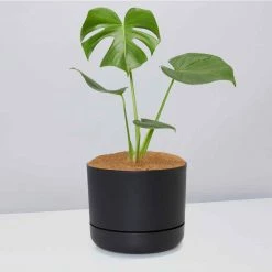 Pot + Plant Gift Box Monstera Deliciosa - Pot + Plant + Soil Birthday