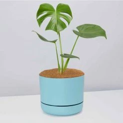 Pot + Plant Gift Box Monstera Deliciosa - Pot + Plant + Soil Birthday