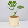 Pot + Plant Gift Box Monstera Deliciosa - Pot + Plant + Soil Birthday