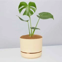 Pot + Plant Gift Box Monstera Deliciosa - Pot + Plant + Soil Birthday