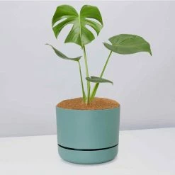 Pot + Plant Gift Box Monstera Deliciosa - Pot + Plant + Soil Birthday