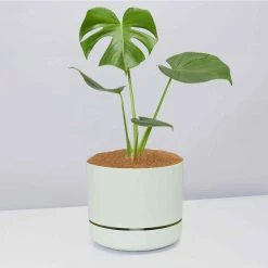 Pot + Plant Gift Box Monstera Deliciosa - Pot + Plant + Soil Birthday