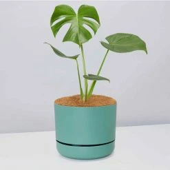 Pot + Plant Gift Box Monstera Deliciosa - Pot + Plant + Soil Birthday