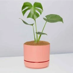 Pot + Plant Gift Box Monstera Deliciosa - Pot + Plant + Soil Birthday