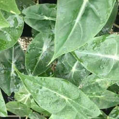 Indoor Garden Alocasias Alocasia Lowii Morocco 85mm