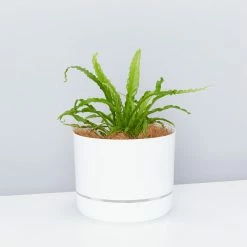 Decor White Selfwatering Pots 215mm