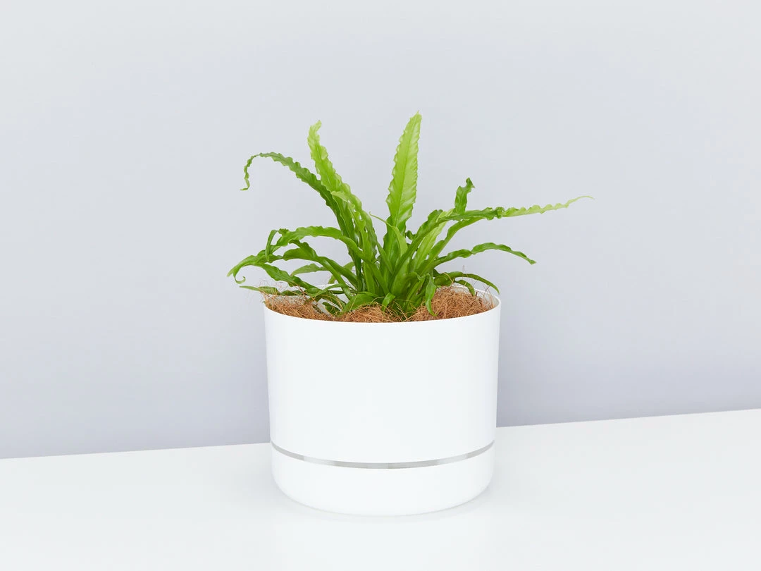 Decor White Selfwatering Pots 215mm 4 Decor White Selfwatering Pots 215mm