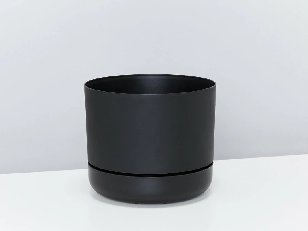 Pot + Plant Gift Box Border Plants Sansevieria Trifasciata Superba - Plant + Pot + Soil 6 Pot + Plant Gift Box Border Plants Sansevieria Trifasciata Superba - Plant + Pot + Soil