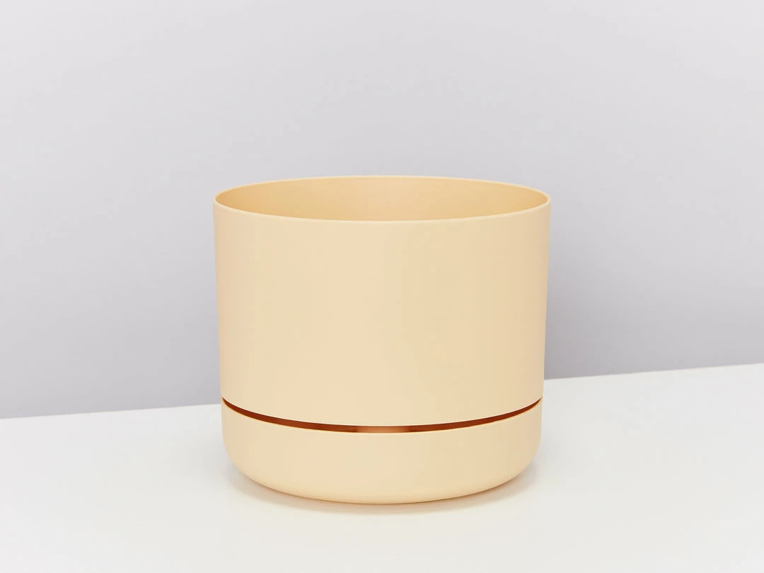 Pot + Plant Gift Box Border Plants Sansevieria Trifasciata Superba - Plant + Pot + Soil 16 Pot + Plant Gift Box Border Plants Sansevieria Trifasciata Superba - Plant + Pot + Soil