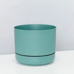 Pot + Plant Gift Box Border Plants Sansevieria Trifasciata Superba - Plant + Pot + Soil 24 Pot + Plant Gift Box Border Plants Sansevieria Trifasciata Superba - Plant + Pot + Soil