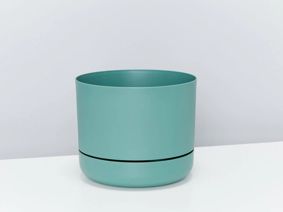 Pot + Plant Gift Box Border Plants Sansevieria Trifasciata Superba - Plant + Pot + Soil 10 Pot + Plant Gift Box Border Plants Sansevieria Trifasciata Superba - Plant + Pot + Soil