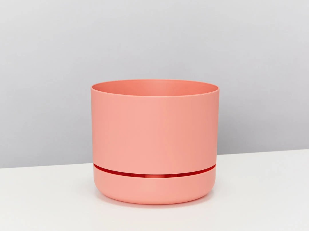 Pot + Plant Gift Box Border Plants Sansevieria Trifasciata Superba - Plant + Pot + Soil 12 Pot + Plant Gift Box Border Plants Sansevieria Trifasciata Superba - Plant + Pot + Soil