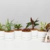 Indoor Garden Pet-friendly Indoor Plants Mr Kitly 6 Houseplants & 6 Pots - Pet-Friendly Edition