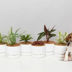 Indoor Garden Pet-friendly Indoor Plants Mr Kitly 6 Houseplants & 6 Pots - Pet-Friendly Edition