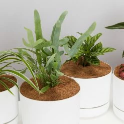 Indoor Garden Pet-friendly Indoor Plants Mr Kitly 6 Houseplants & 6 Pots - Pet-Friendly Edition