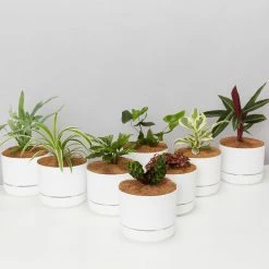 Indoor Garden Mr Kitly 8 Houseplants & 8 Pots - Pet-Friendly Edition Pet-friendly Indoor Plants