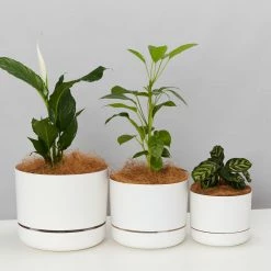 Indoor Garden Mr Kitly 3 Plants & 3 Assorted Sized Pots Plant Packs