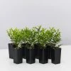 Hedge Murraya Min-a-Min Dwarf Hedging Pack