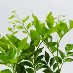 Shrubs Murraya Paniculata - Mock Orange Hedging Pack (Taller Size)