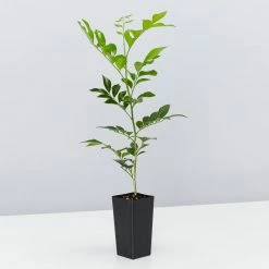 Shrubs Hedging Plants Murraya Paniculata Mock Orange