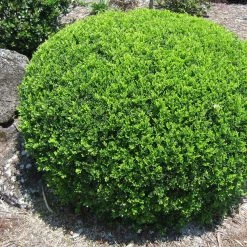 Hedge Murraya Min-a-Min Dwarf Hedging Pack
