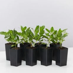 Shrubs Border Plants Myoporum Ellipticum