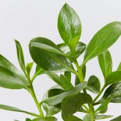 Shrubs Border Plants Myoporum Ellipticum