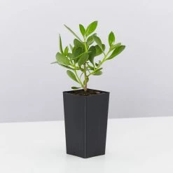 Shrubs Border Plants Myoporum Ellipticum