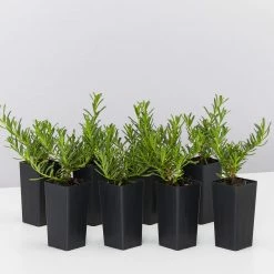 Ozbreed Myoporum Parvifolium Yareena Creeping Boobialla Groundcover Pack