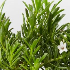 Ozbreed Myoporum Parvifolium Yareena Creeping Boobialla Groundcover Pack