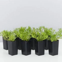 Shrubs Myoporum Parvifolium Broad Leaf Full Sun