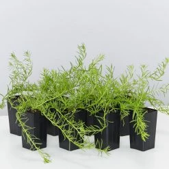 Shrubs Ground Covers Myoporum Parvifolium Fine Leaf