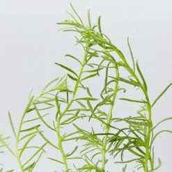 Shrubs Ground Covers Myoporum Parvifolium Fine Leaf