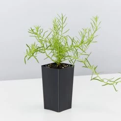 Shrubs A Full Sun - Totally Minimal Effort Garden Pack