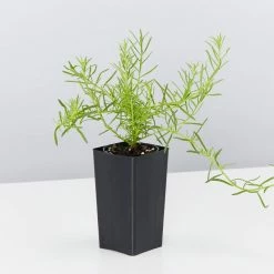 Shrubs The Coastal 🌞 Mixed Box Of Plants