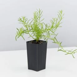 Shrubs Ground Covers Myoporum Parvifolium Fine Leaf