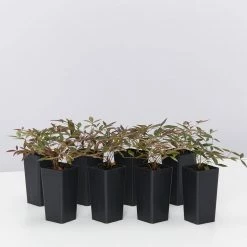 Ozbreed Nandina Domestica Flirt™ ‘MURASAKI’ Pbr Shrubs