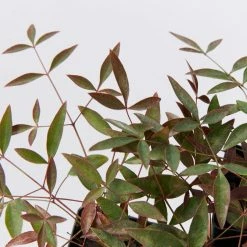 Ozbreed Nandina Domestica Flirt™ ‘MURASAKI’ Pbr Shrubs