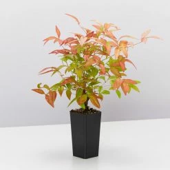 Hedge Nandina Domestica Nana