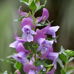 Shrubs Prostanthera Sieberi