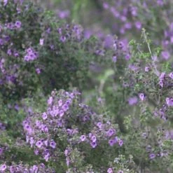 Shrubs Prostanthera Sieberi